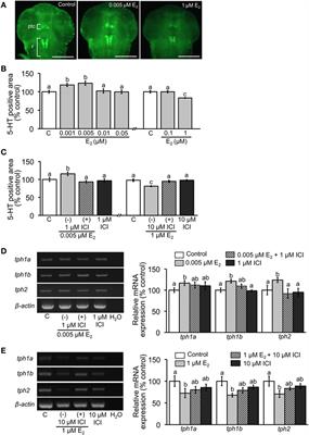 Brain Aromatase Modulates Serotonergic Neuron by Regulating Serotonin Levels in Zebrafish Embryos and Larvae